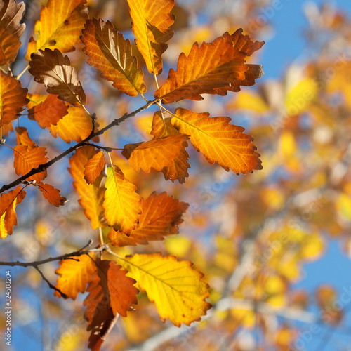 yellow fall oak leafs