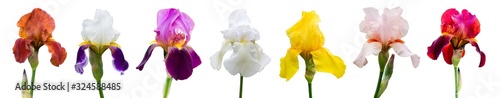 Multicolored irises on white isolated background, flowers for design_