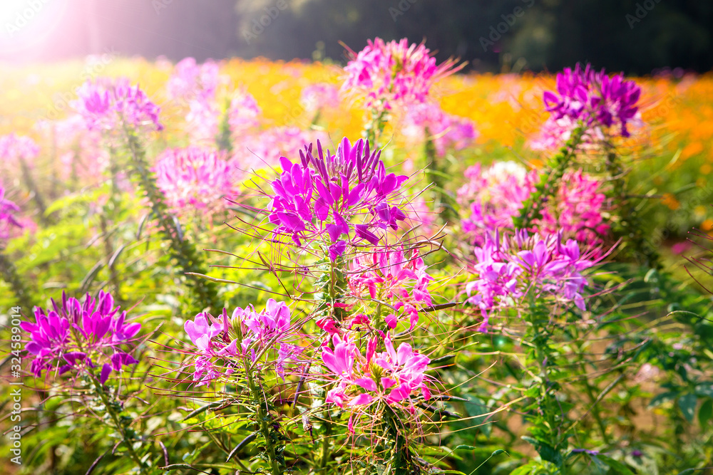 Obraz premium Cleome hassleriana pink flowers and garden backgrounds
