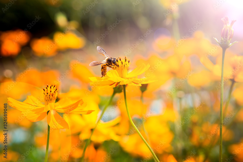 Bees that cling to flowers on a background in the garden Bees that cling to flowers on a background in the garden