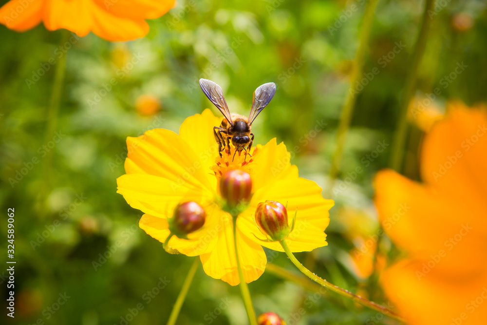 Bees that cling to flowers on a background in the garden Bees that cling to flowers on a background in the garden