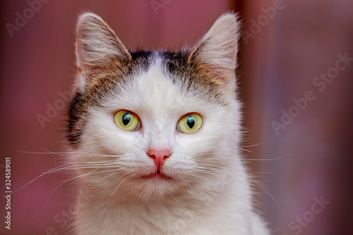 White spotted cat on purple blurred background_ © Volodymyr