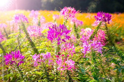 Cleome hassleriana pink flowers and garden backgrounds