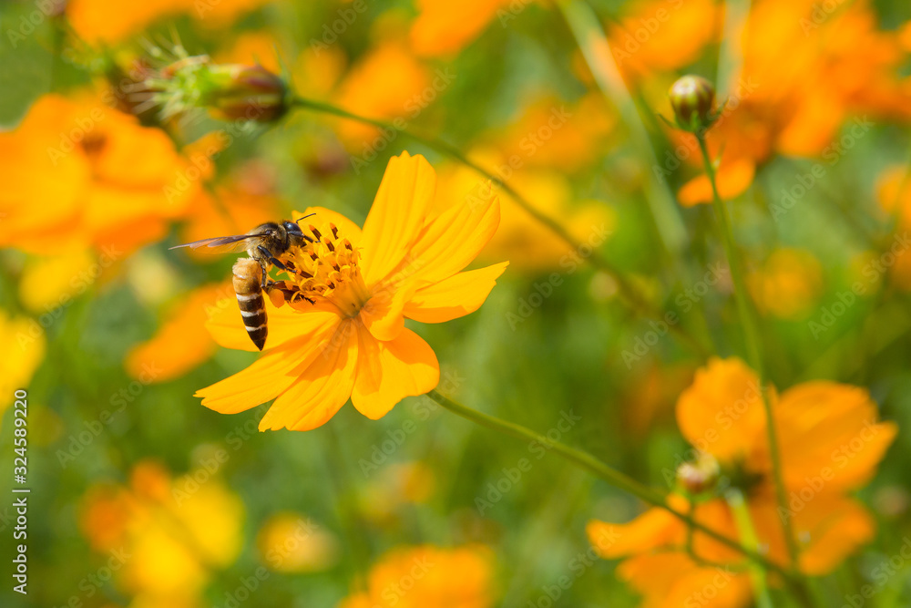 Obraz premium Bees that cling to flowers on a background in the garden
