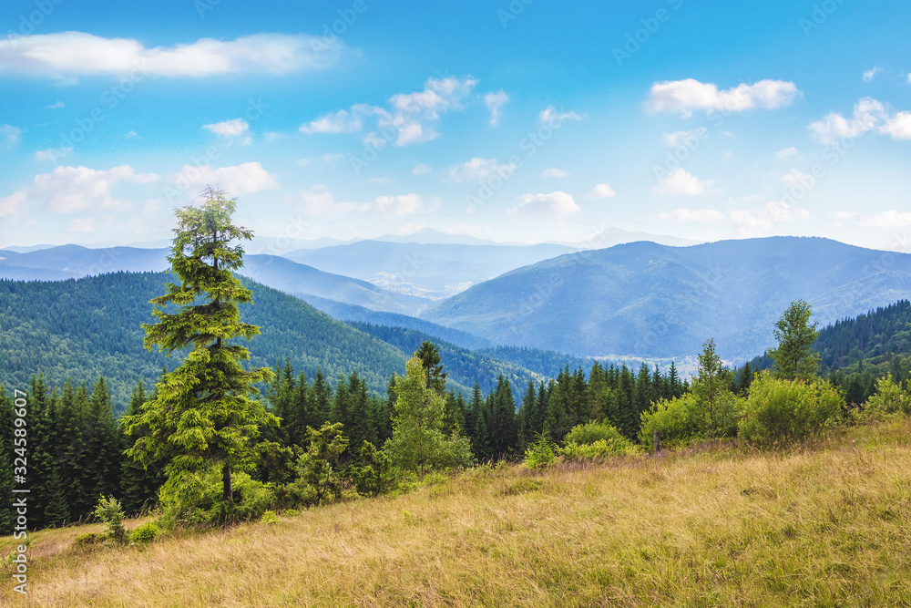 Spruce on a background of blue mountains in sunny weather_ Spruce on a background of blue mountains in sunny weather_