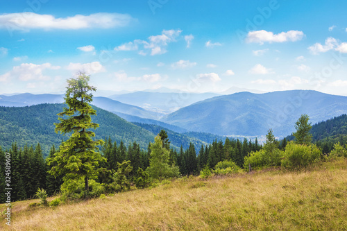 Spruce on a background of blue mountains in sunny weather_