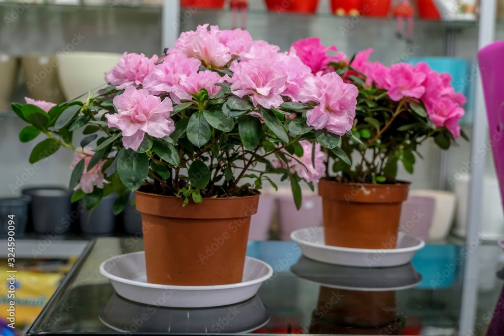 Begonia in pots, pink flowers.Concept of gardening and house plants.