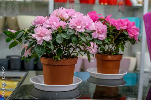 Fototapeta Naklejka Na Ścianę i Meble -  Begonia in pots, pink flowers.Concept of gardening and house plants.