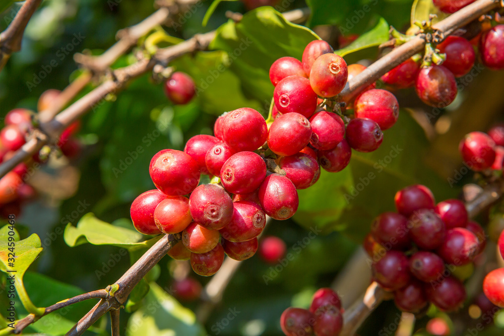 Coffee tree and coffee beans in the garden Coffee tree and coffee beans in the garden
