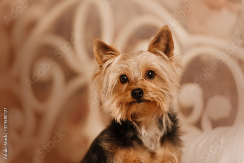 cute yorkshire terrier dog portrait indoors, close up © ksuksa
