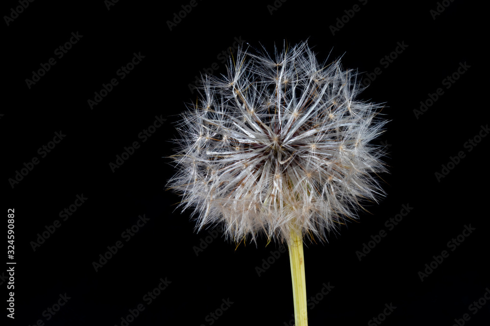 dandelion in black background