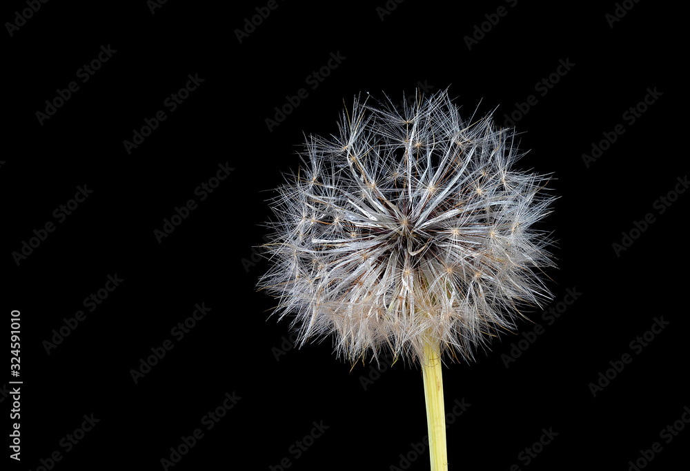 dandelion in black background dandelion in black background
