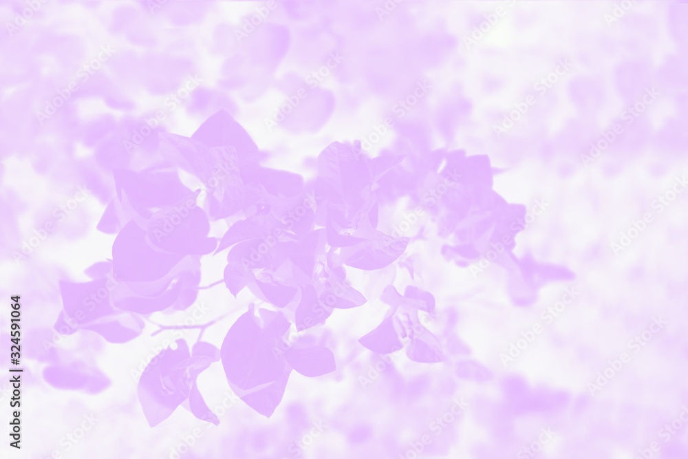 Bougainvillea flowers background. Pink violet and white color background with flower pattern