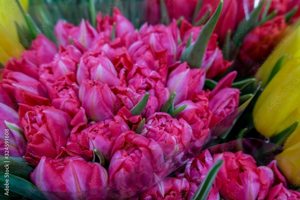 Red tulips close up. Beautiful violet floral background. Concept of holiday, presents, flower shop. Red tulips close up. Beautiful violet floral background. Concept of holiday, presents, flower shop.