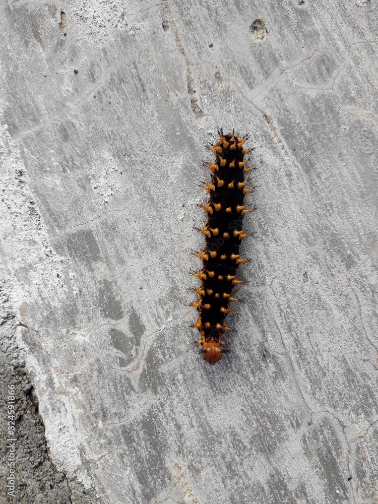 Black caterpillars travel on the floor in the afternoon. Good for background, biology and more. Black caterpillars travel on the floor in the afternoon. Good for background, biology and more.