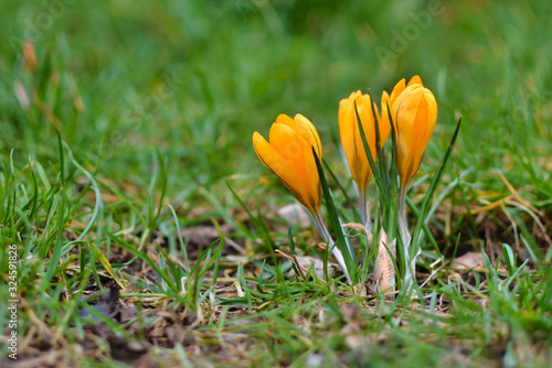 Yellow crocus spring flowers on blurry grass background blooming during late winter in February