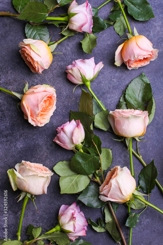Hybrid tea roses and floribunda