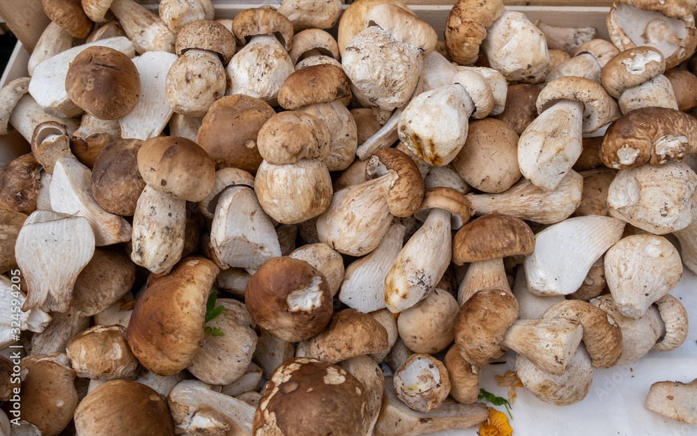 Boletus edulis or cep, penny bun, porcino or porcini mushrooms for sale at the Bolzano market. Italy Boletus edulis or cep, penny bun, porcino or porcini mushrooms for sale at the Bolzano market. Italy
