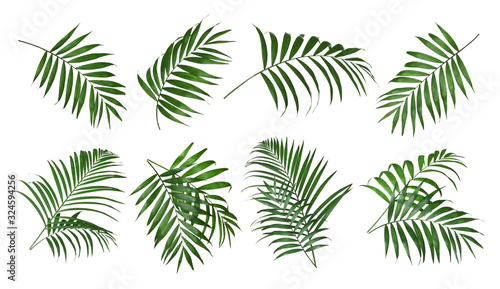 Fotografia Set of tropical leaves on white background