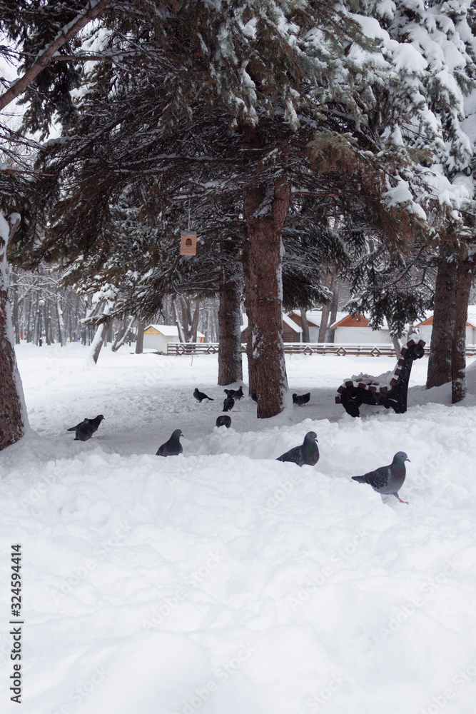 A lot of pigeons. Feeding the pigeons. Birds in the winter. Pigeon macro, red paw, pigeon leg. A lot of pigeons. Feeding the pigeons. Birds in the winter. Pigeon macro, red paw, pigeon leg.
