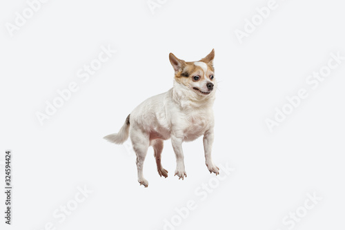 Chihuahua companion dog jumping. Cute playful creme brown doggy or pet playing isolated on white studio background. Concept of motion, action, movement, pets love. Looks happy, delighted, funny.