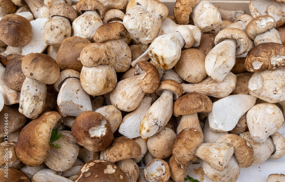 Boletus edulis or cep, penny bun, porcino or porcini mushrooms for sale at the Bolzano market. Italy Boletus edulis or cep, penny bun, porcino or porcini mushrooms for sale at the Bolzano market. Italy