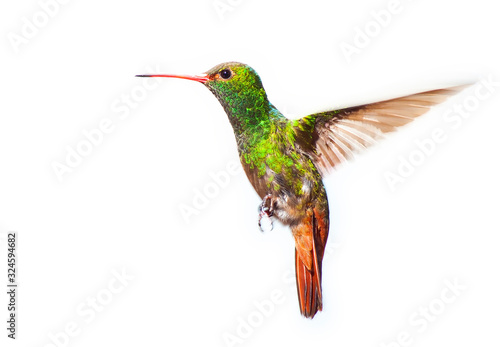 rufous-tailed hummingbird (Amazilia tzacatl) © GuillermoOssa