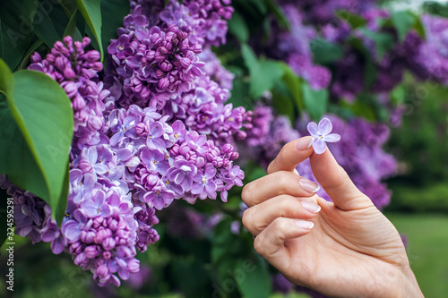 Closeup ofbeautiful woman hand holding Lilac flower.