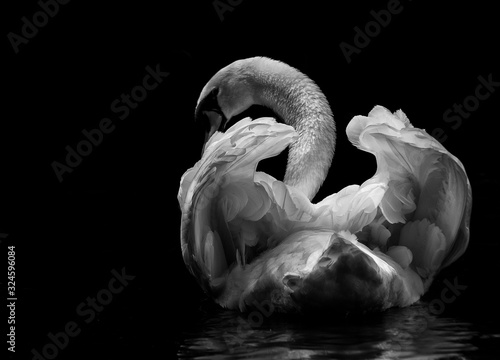 Stampa su tela a swan swims in the lake