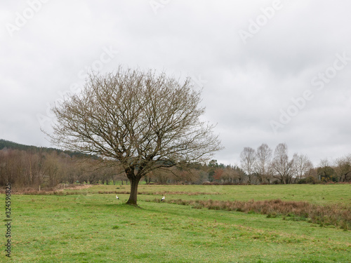 pair of storks on a field