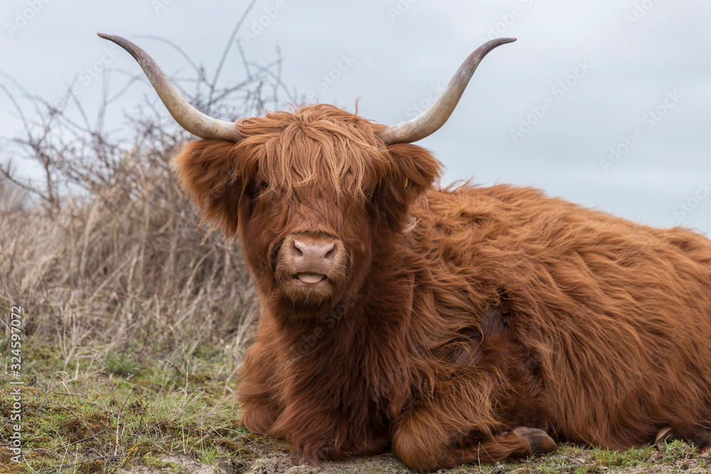 closeup galloway with big horns closeup galloway with big horns