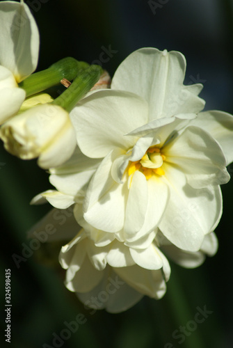 Daffodils