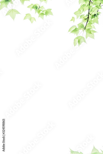 Pure and fresh maple leaf letter border and frame background pattern, Edge illustration.Is lsolated on white background.