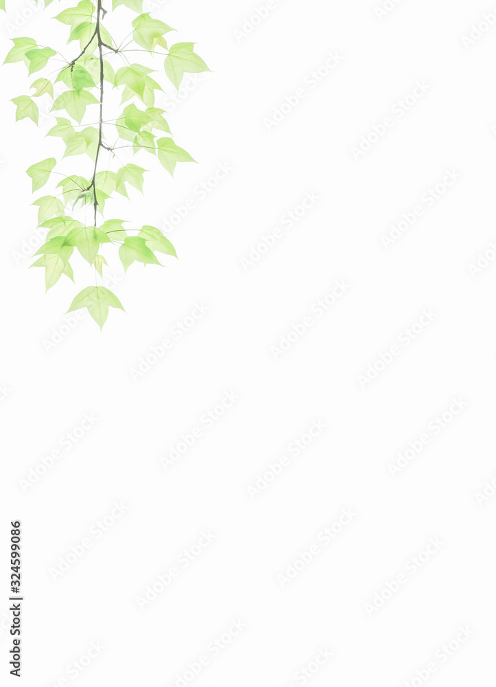 Pure and fresh maple leaf letter border and frame background pattern, Edge illustration.Is lsolated on white background. Pure and fresh maple leaf letter border and frame background pattern, Edge illustration.Is lsolated on white background.