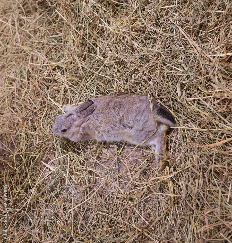 Fototapeta premium wild rabbit in the grass