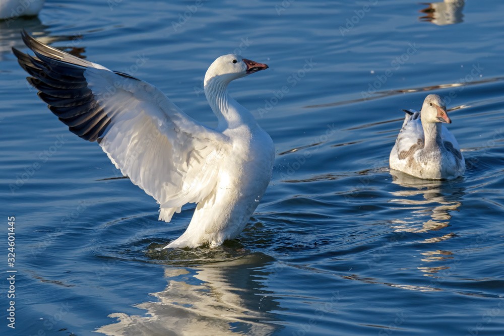 Obraz premium Snow goose stretching its wings in the late afternoon sun as it begins its annual spring northward migration.