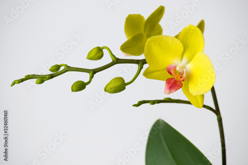 Macro photography of petals of a blooming orchid  phalaenopsis isolated on white background.