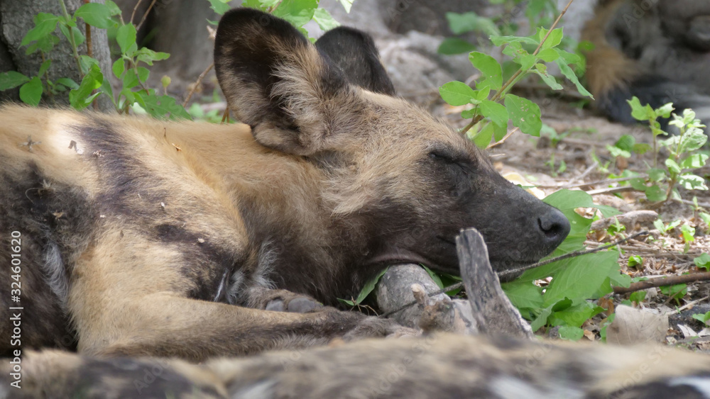 African wild dogs resting on a tree branch African wild dogs resting on a tree branch