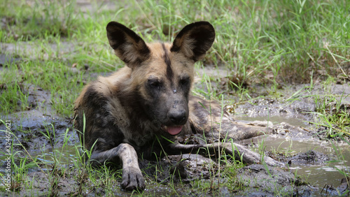 African wild dog resting in a mud puddle
