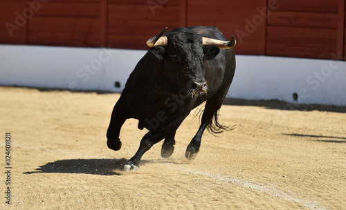 majestuoso toro español