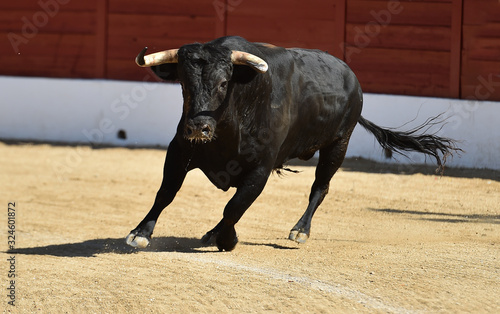 Fototapeta kuchenna toro bravo espa√±ol con grandes cuernos
