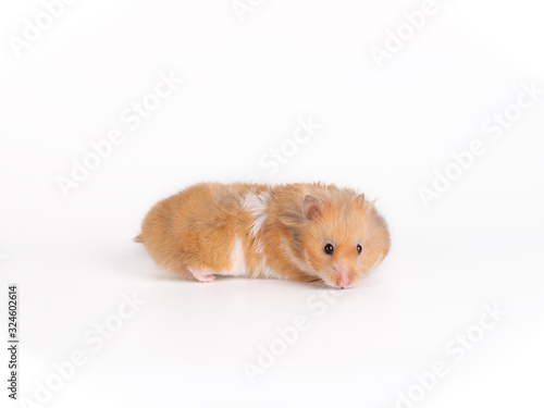 Syrian hamster isolated on a white background. Studio photo of a pet.