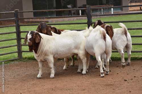 Boer Buck and Does in South Africa