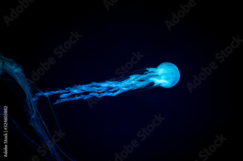 Jellyfish Japanese Sea Nettle (Chrysaora pacifica) poisionous jellyfish. Blue neon glow light effect. Close up of jellyfish on dark background.