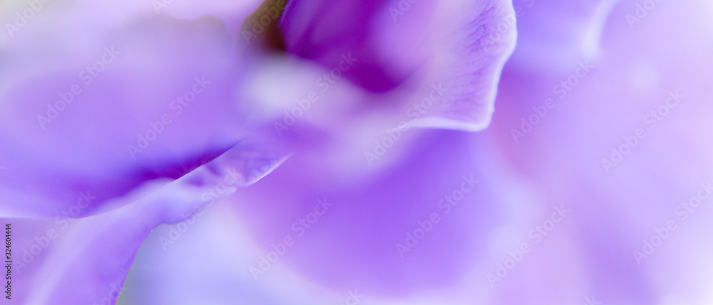 Macro d'un pétale de fleur mauve en format panoramique avec espace pour  texte sur la droite Stock Photo | Adobe Stock