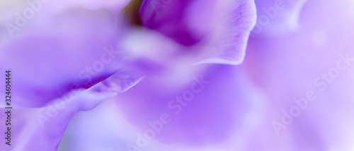 Macro d'un pétale de fleur mauve en format panoramique avec espace pour texte sur la droite