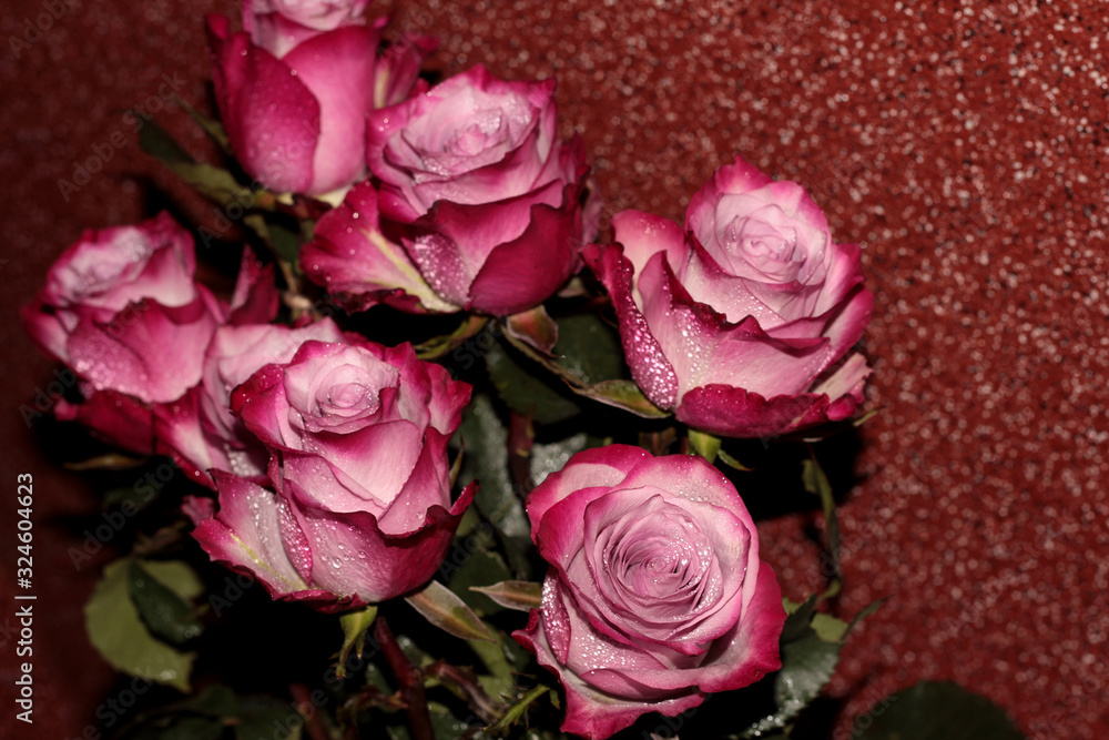 Rose buds with dew drops on a red background Rose buds with dew drops on a red background