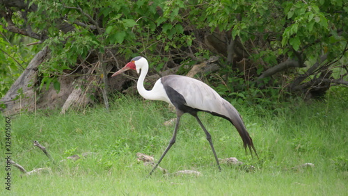 Wattled crane bird walking around