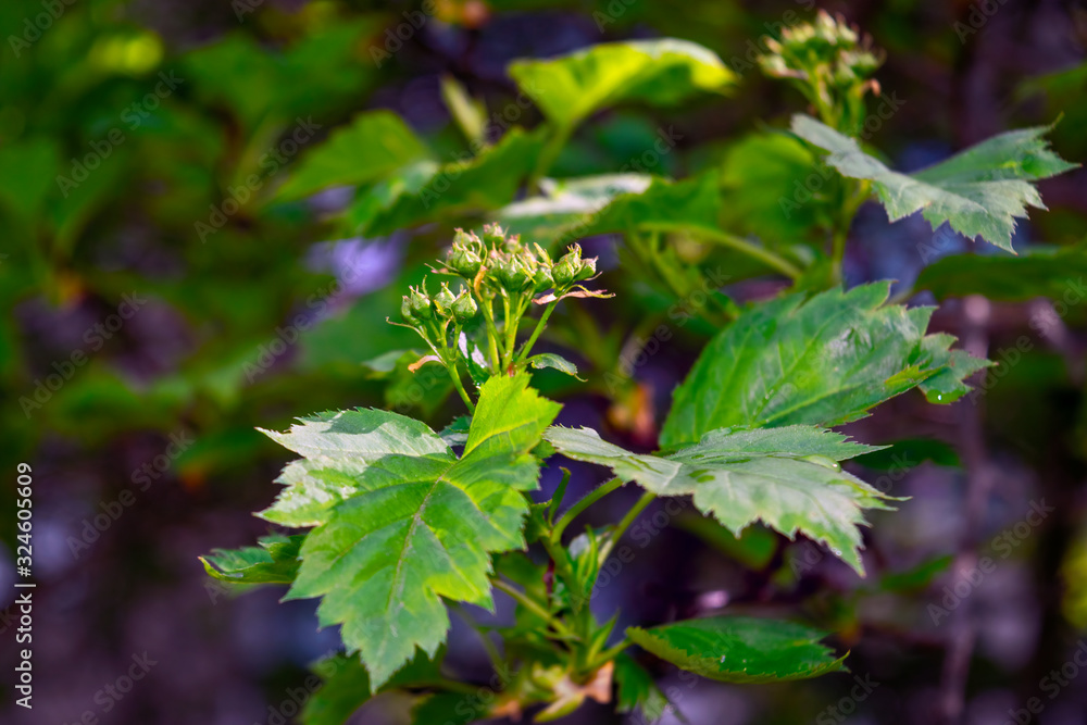 Young green leaves on a blurry background close-up. Spring background. Young green leaves on a blurry background close-up. Spring background.