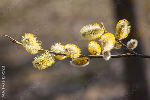 Blooming willow branch in springtime, seasonal easter background